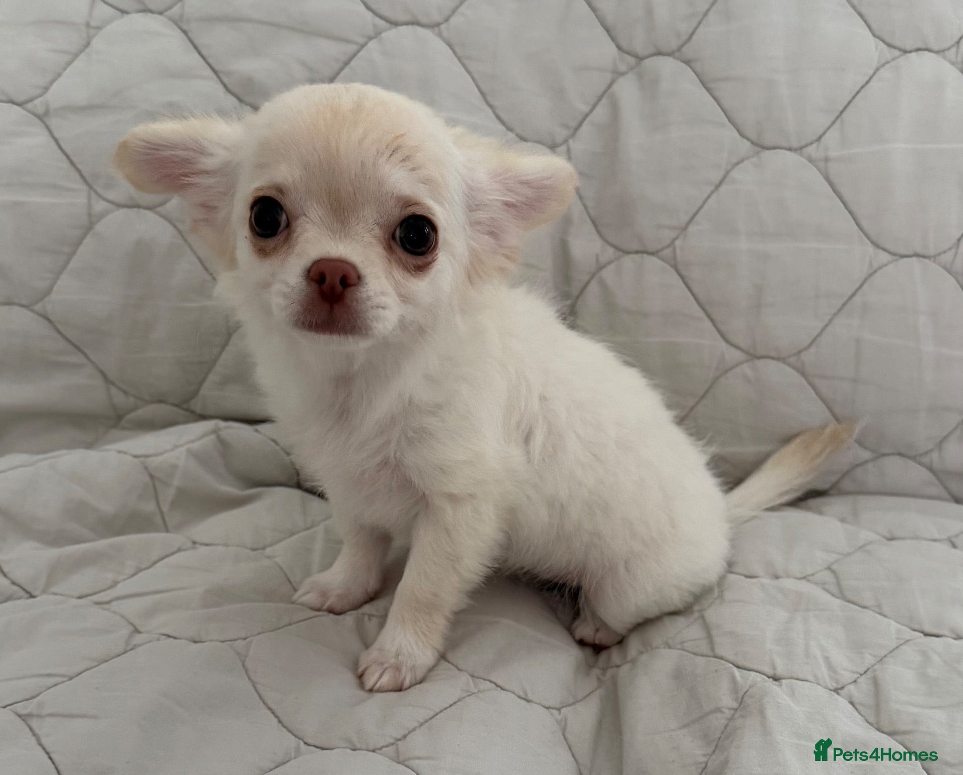 Chihuahua dogs for sale: Ready Now Long Coat Chihuahua  - Advert 21