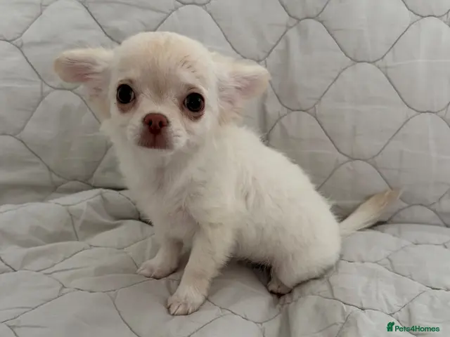 Chihuahua dogs for sale: Ready Now Long Coat Chihuahua - Advert 4