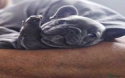 French Bulldog dogs for sale: French bulldog puppies  - Image 6