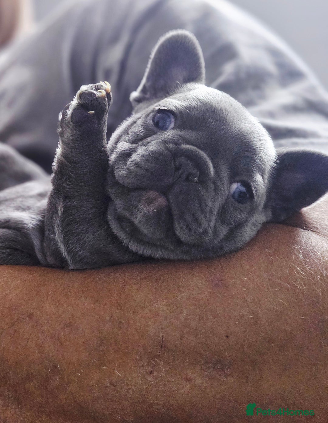 French Bulldog dogs for sale: French bulldog puppies  - Image 6