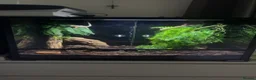 Gecko reptiles for sale: Breeding Pair Crested Geckos  - Advert 4