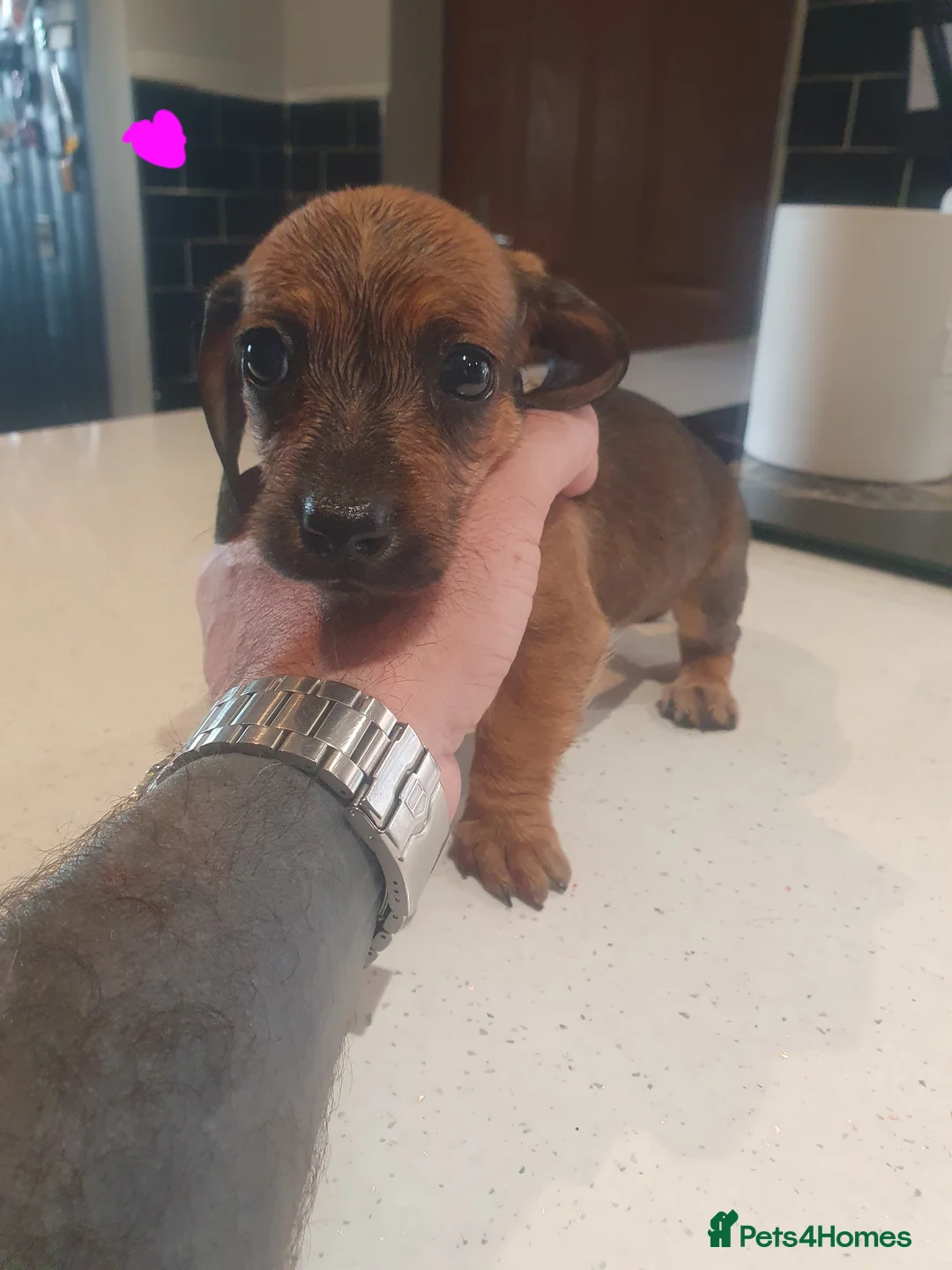 Dachshund dogs for sale: Daschund puppies 🐶 £900 ovno - Advert 2
