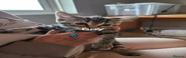 Bombay Kitten 2