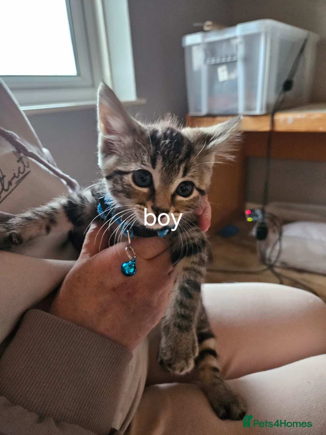 Bombay cats for sale: Bombay kittens for sale - Advert 6