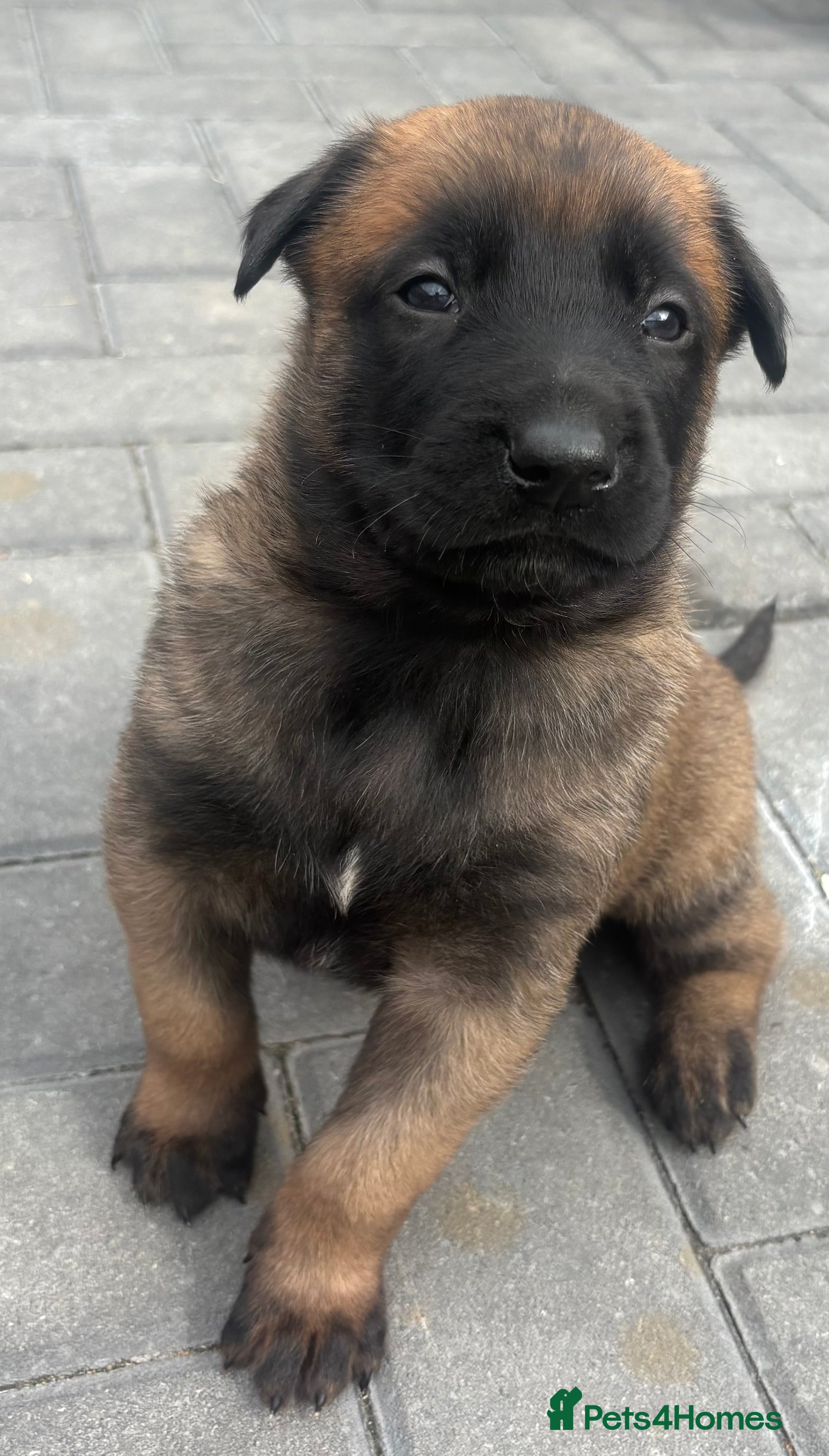 Belgian Shepherd Dog dogs Belgian Malinois puppies - Advert 1