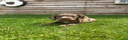 Cockapoo dogs for sale: Stunning F1 Miniature Cockerpoo Puppies - Advert 10