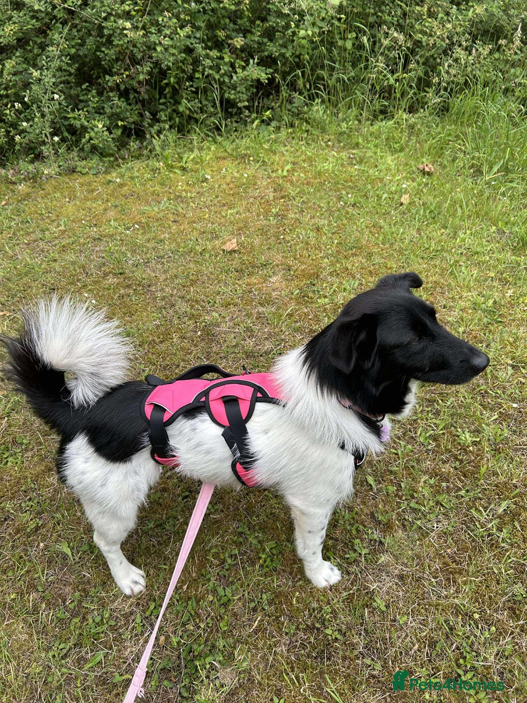 Mixed Breed dogs for adoption: ROSA - FOR ADOPTION  - Image 1