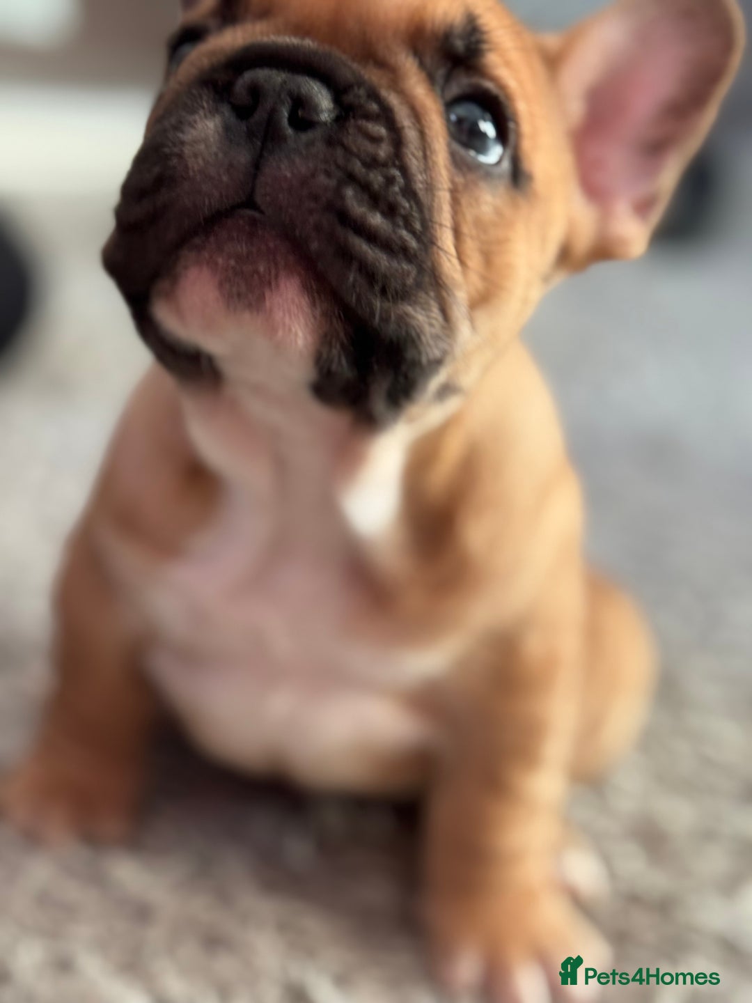 French Bulldog dogs for sale:  AMAZING PUPS  - Advert 31