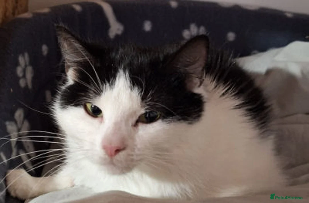 Mixed Breed cats for adoption: KAYE. - Advert 2