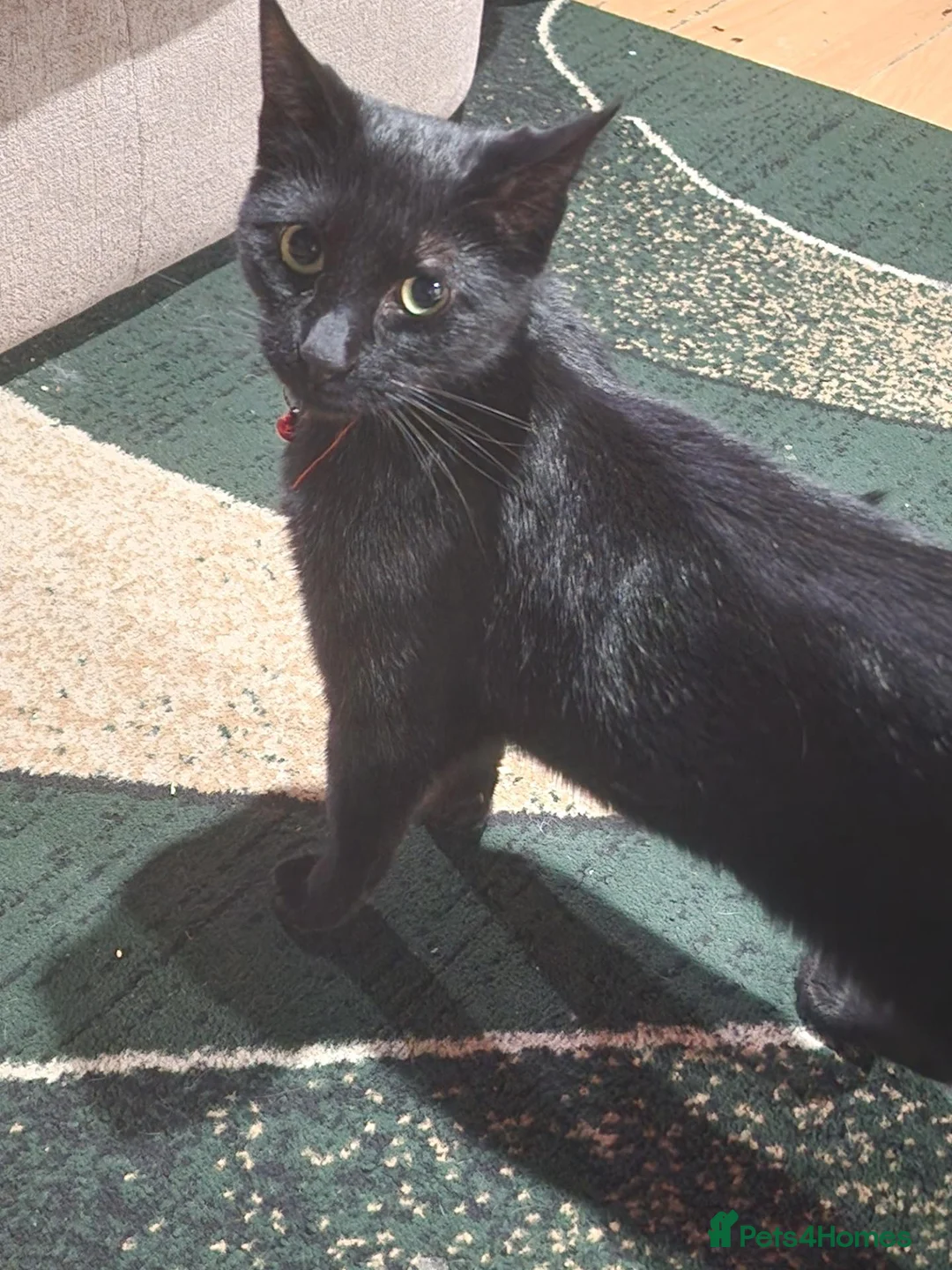 Mixed Breed cats for sale: Male black cat. 15 months old.  in Doncaster - Advert 2