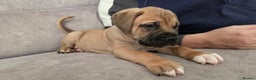 Mixed Breed dogs for sale: Adorable Bull Bordeaux Puppies  - Advert 15