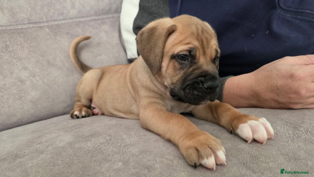 Mixed Breed dogs for sale: Adorable Bull Bordeaux Puppies  - Advert 15