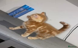 Ocicat cats for sale: Beautiful ginger boy - Image 2