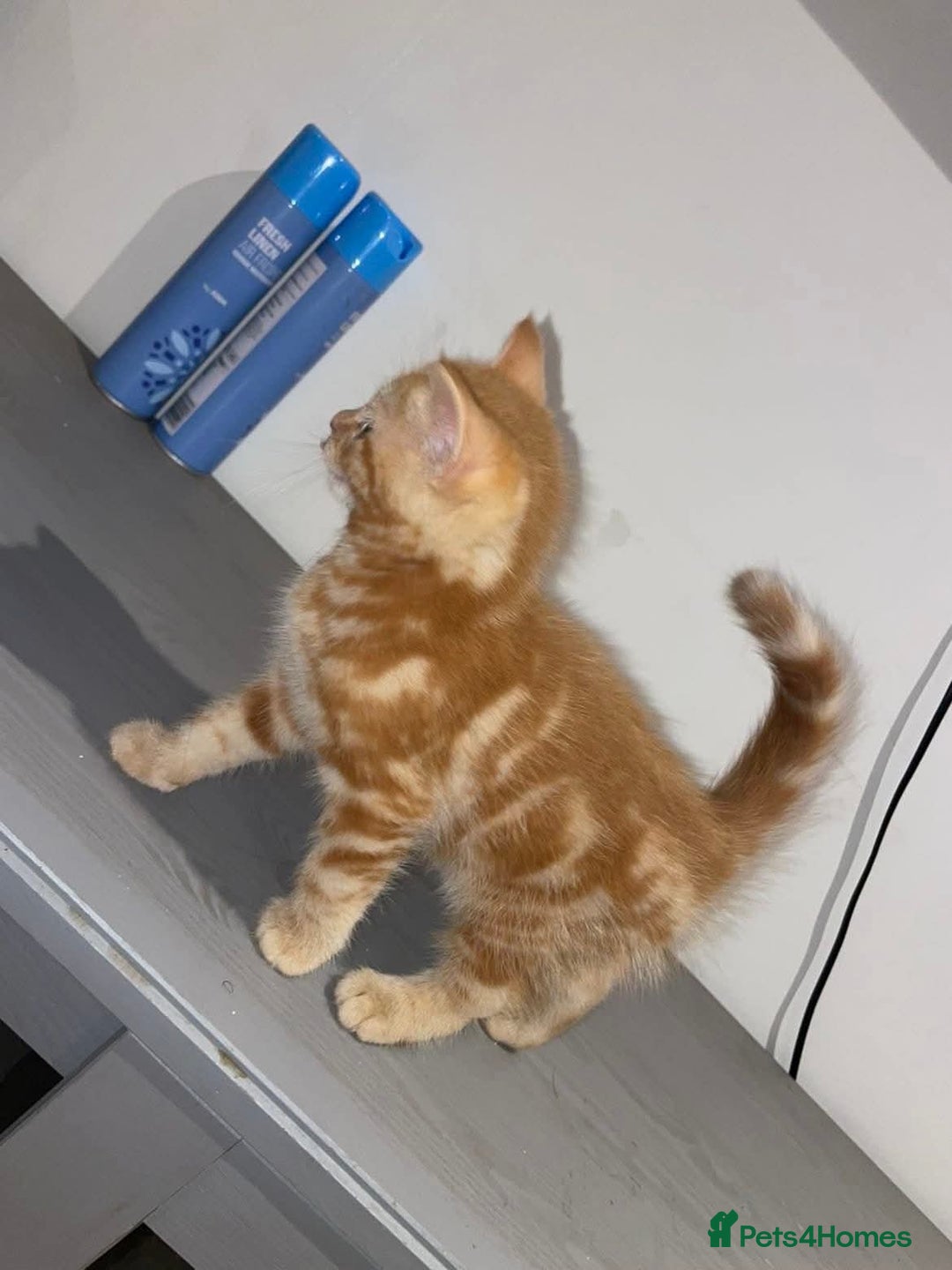 Ocicat cats for sale: Beautiful ginger boy - Image 2