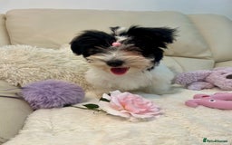 Biewer Terrier dogs for sale: 🩶🩷Biewer-Biro Champion heritage pups! 🐶❤️ - Image 14