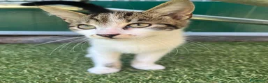 Orio,