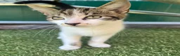 American Shorthair cats for sale: £10 Friendly cat!! black/white cat - Advert 3