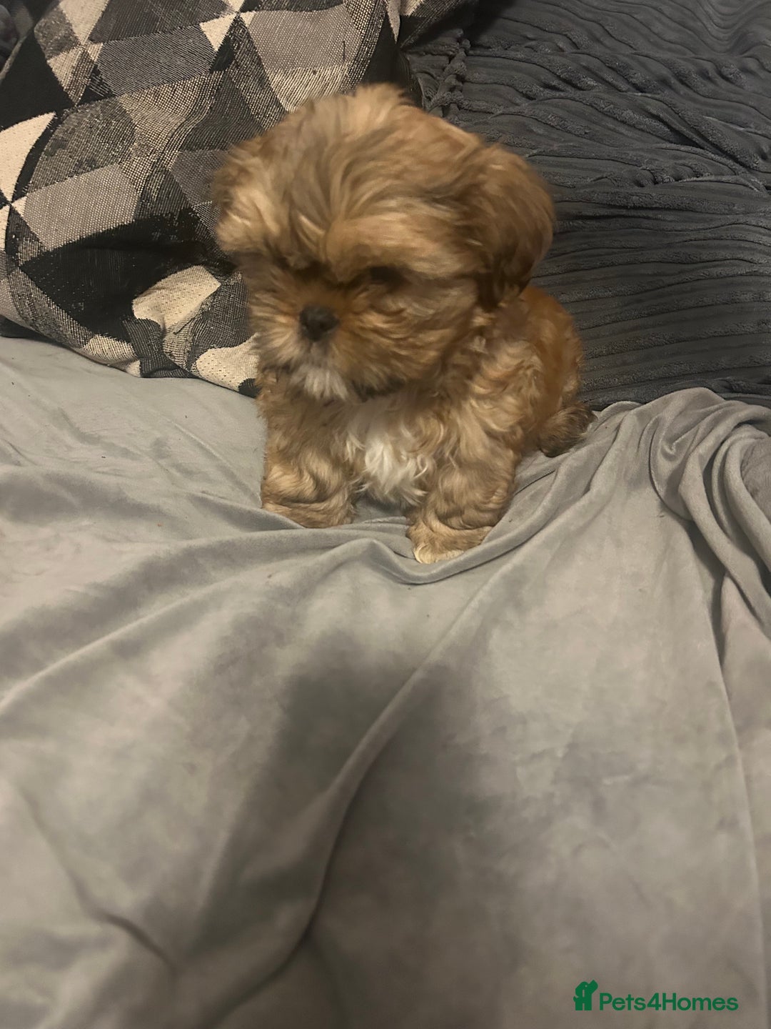 Shih Tzu dogs for sale: Gorgeous little boy - Advert 2