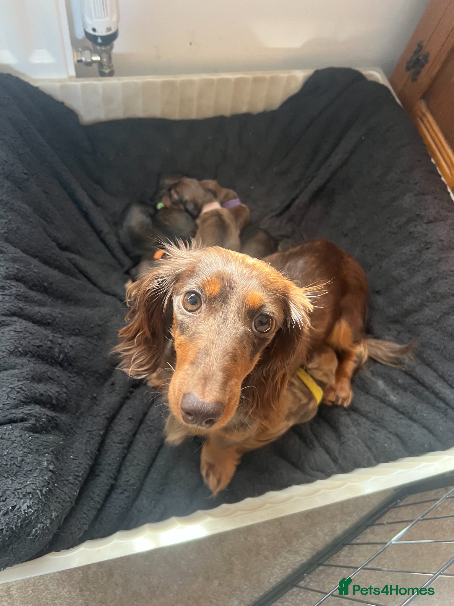Miniature Dachshund dogs Stunning Long Haired Mini Dachshund Puppies  - Advert 3