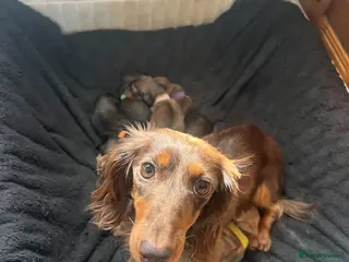 Miniature Dachshund dogs Stunning Long Haired Mini Dachshund Puppies - Advert 3