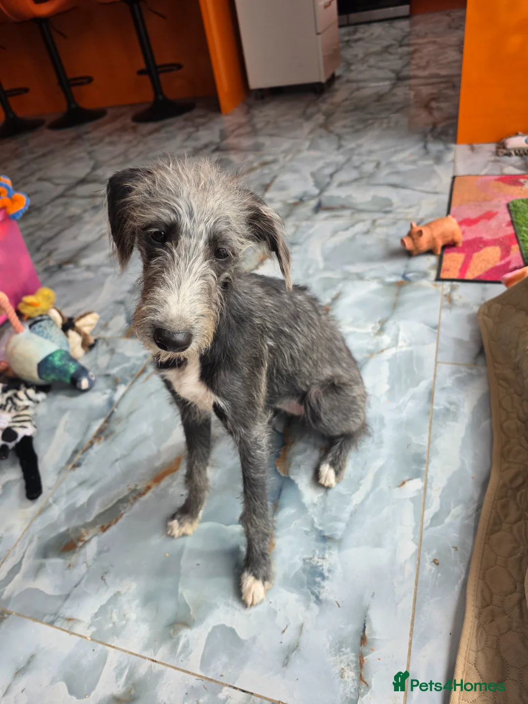 Mixed Breed dogs for sale: Bedlington x whippet  for sale - Advert 1