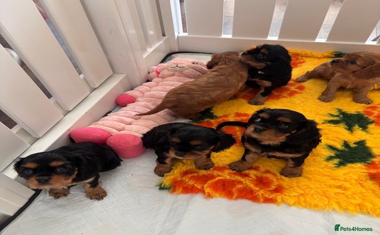 Cavalier King Charles Spaniel dogs - Advert 2