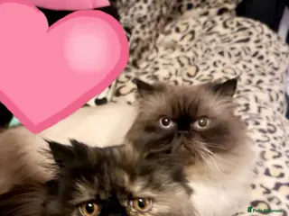 Persian cats Persians for sale - Advert 1
