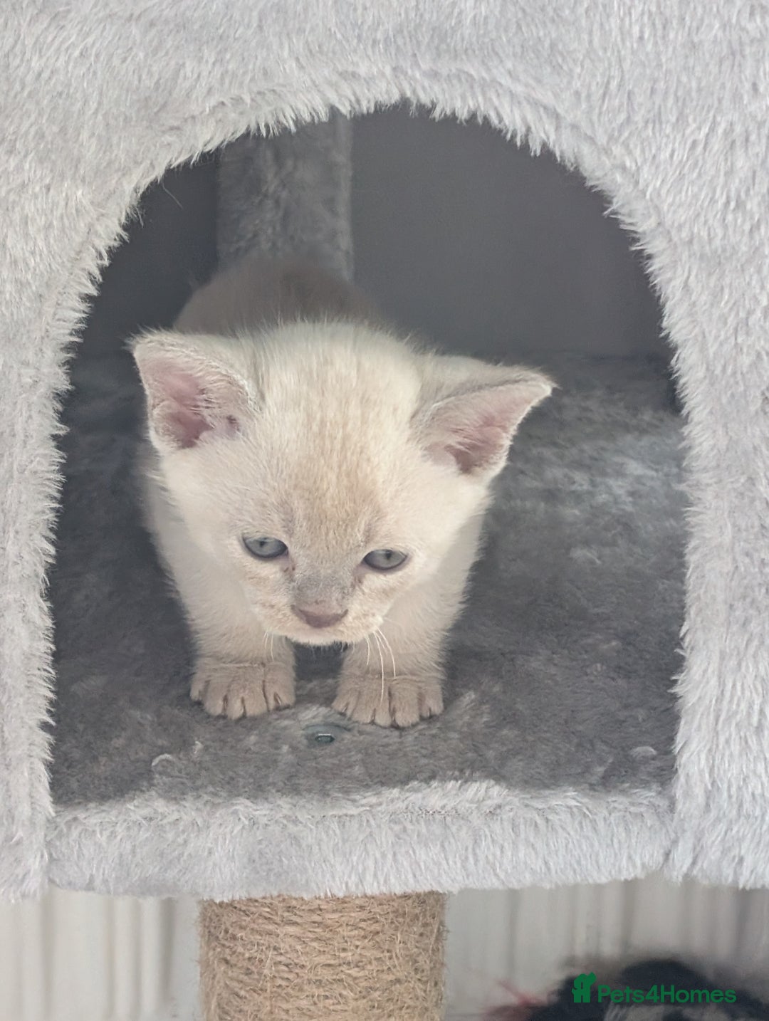 Burmese cats for sale: 5 bouncing beautiful Burmese boys - Image 12