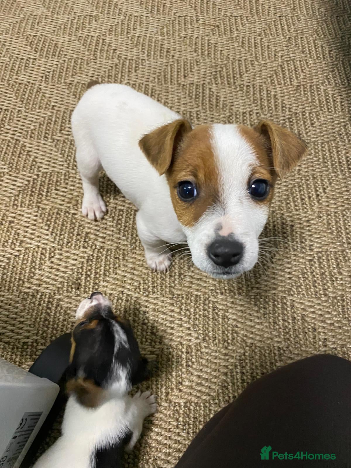 Jack Russell dogs Miniature Jack Russell puppies🐶 - Advert 15