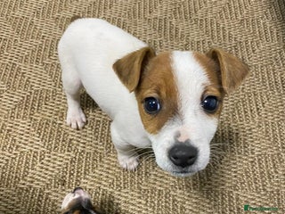 Jack Russell dogs Miniature Jack Russell puppies🐶 - Advert 15