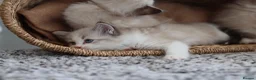 Ragdoll cats for sale: Tica Registered 💎 Ragdoll Kittens - Advert 3