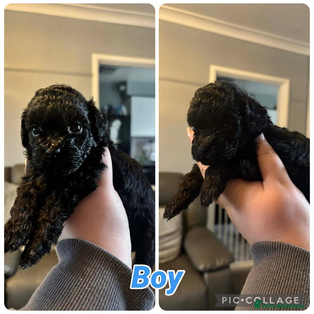 Mixed Breed dogs for sale: Shih poo puppys - Advert 1
