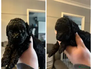 Mixed Breed dogs Shih poo puppys - Advert 11