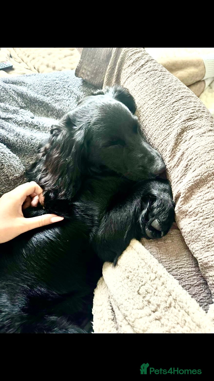 Cockapoo dogs for sale: 9 month old female cockapoo for sale. - Advert 3