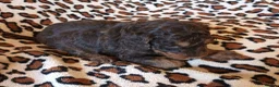 Cockapoo dogs for sale: STUNNING F1b COCKAPOO FROM 5* LICENCED BREEDER - Advert 6