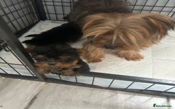 Yorkshire Terrier dogs for sale: Tiny Yorkshire terrier puppies for sale  - Image 16