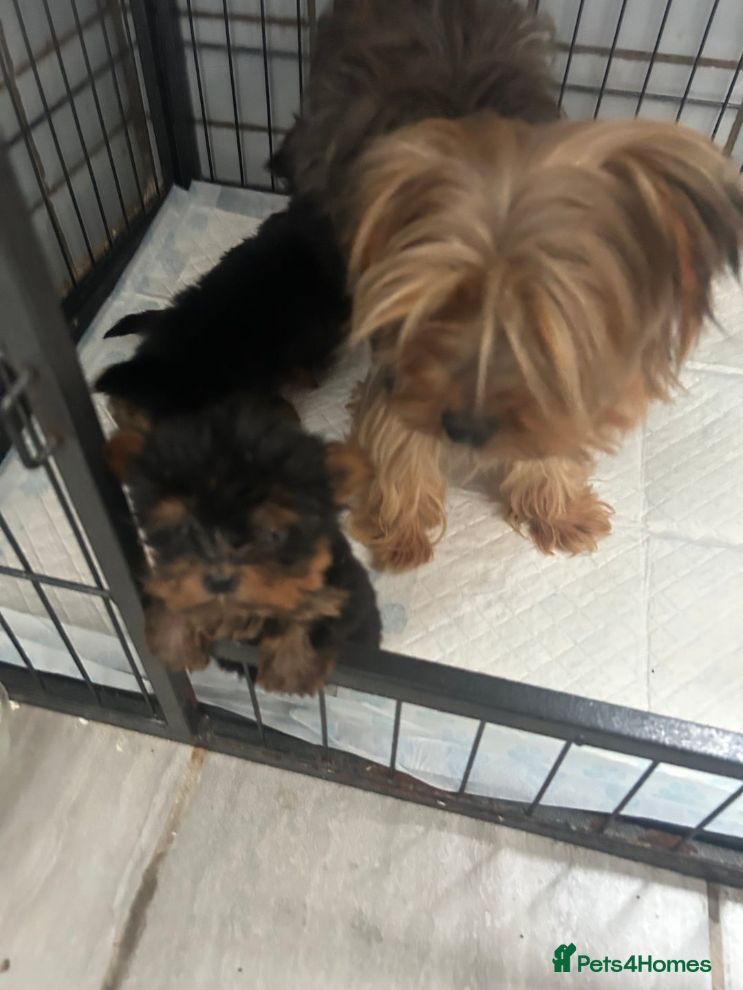 Yorkshire Terrier dogs for sale: Tiny Yorkshire terrier puppies for sale  - Image 16
