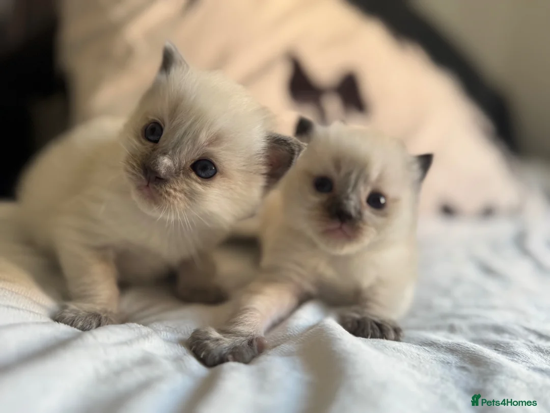 Ragdoll cats for sale: Polar and bear are available for reservation  in Sheffield - Advert 2
