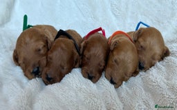 Cavapoo dogs for sale: Beautiful Red F1b Cavapoo Puppies - Image 3