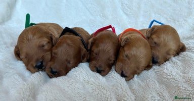 Cavapoo dogs - Advert 8
