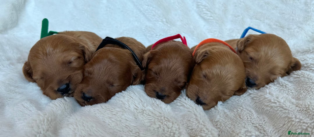 Cavapoo dogs for sale: Beautiful Red F1b Cavapoo Puppies - Image 3