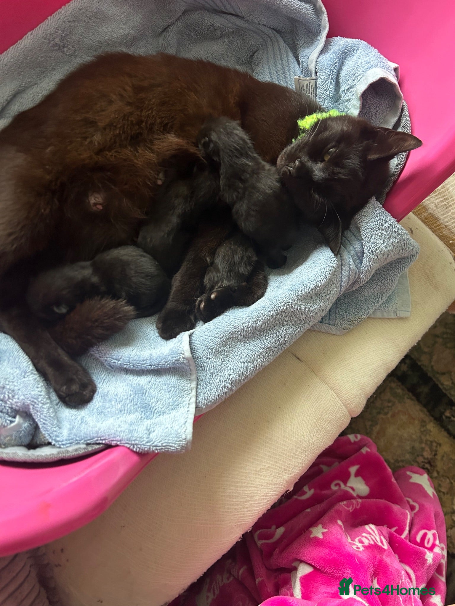 Mixed Breed cats 5 kittens for rehoming - Advert 12