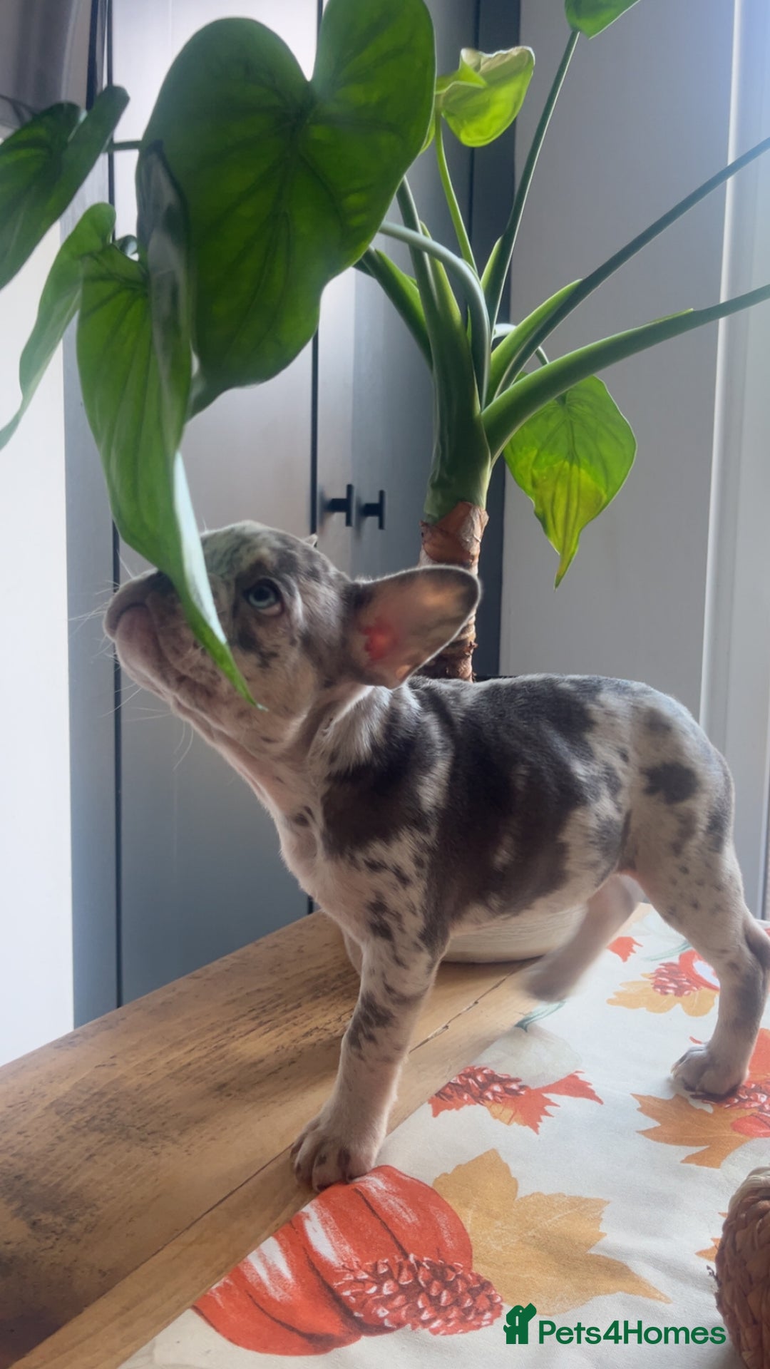 French Bulldog dogs for sale: French bull dog puppy  - Image 5