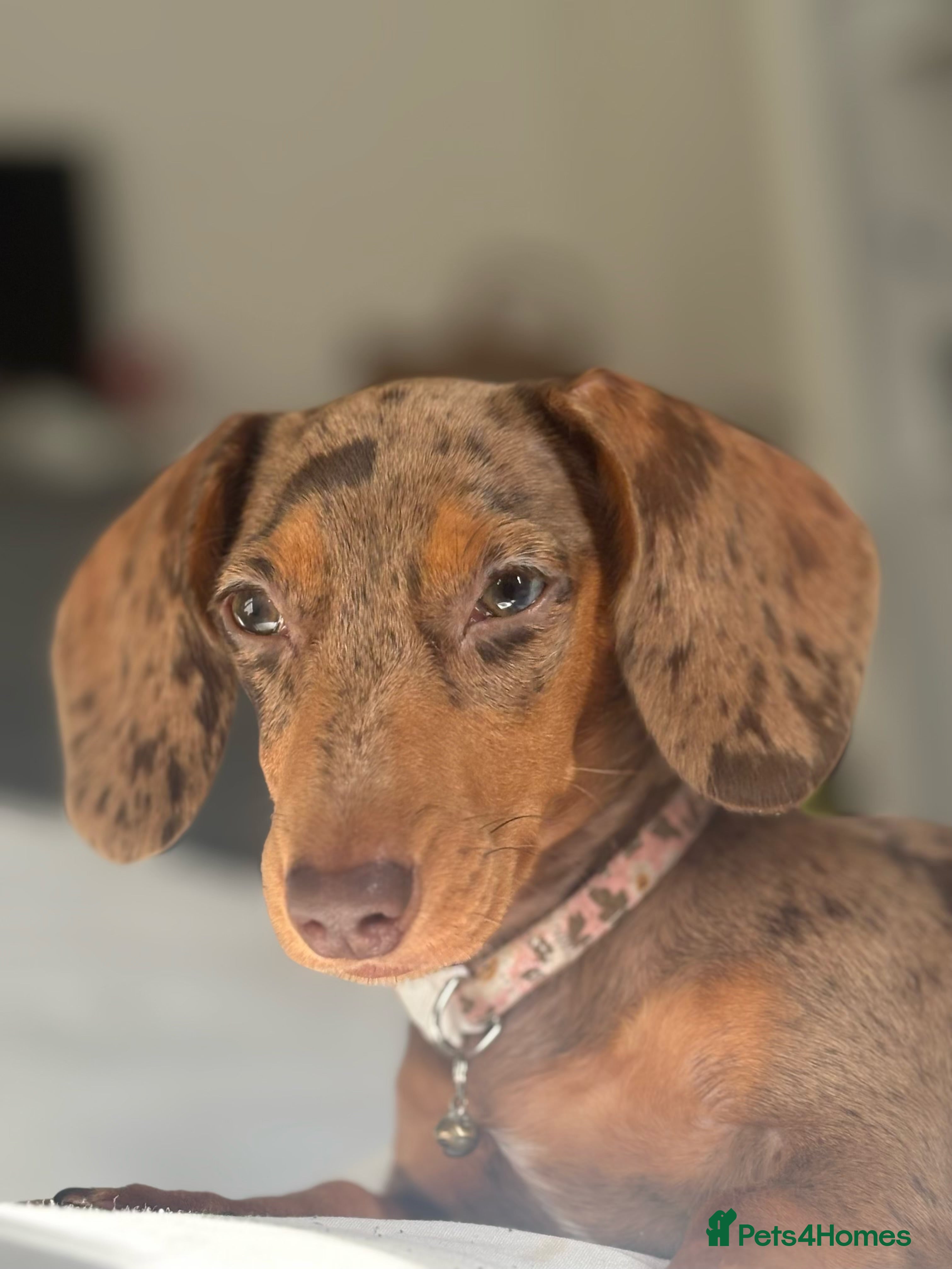 Miniature Dachshund dogs Gorgeous Mini Dachshund Girl – Family Raised - Advert 16