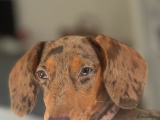 Miniature Dachshund dogs Gorgeous Mini Dachshund Girl – Family Raised - Advert 16