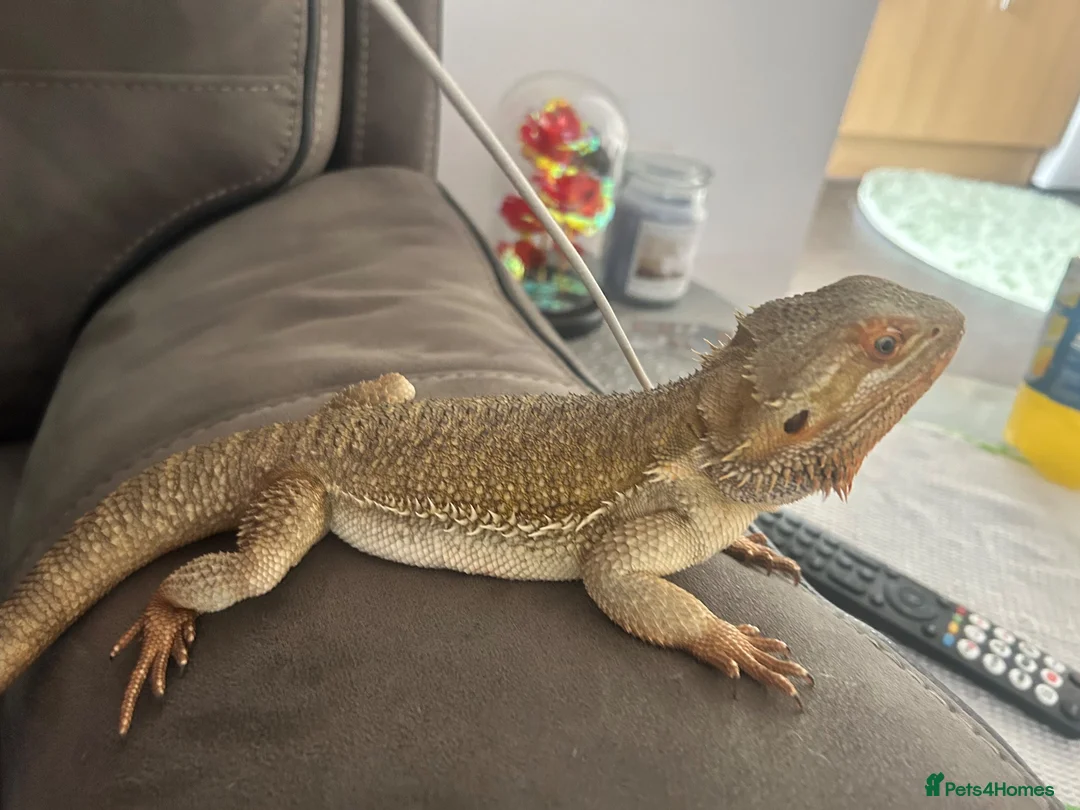 Bearded Dragon reptiles for sale: Male bearded dragon and full setup  - Advert 7