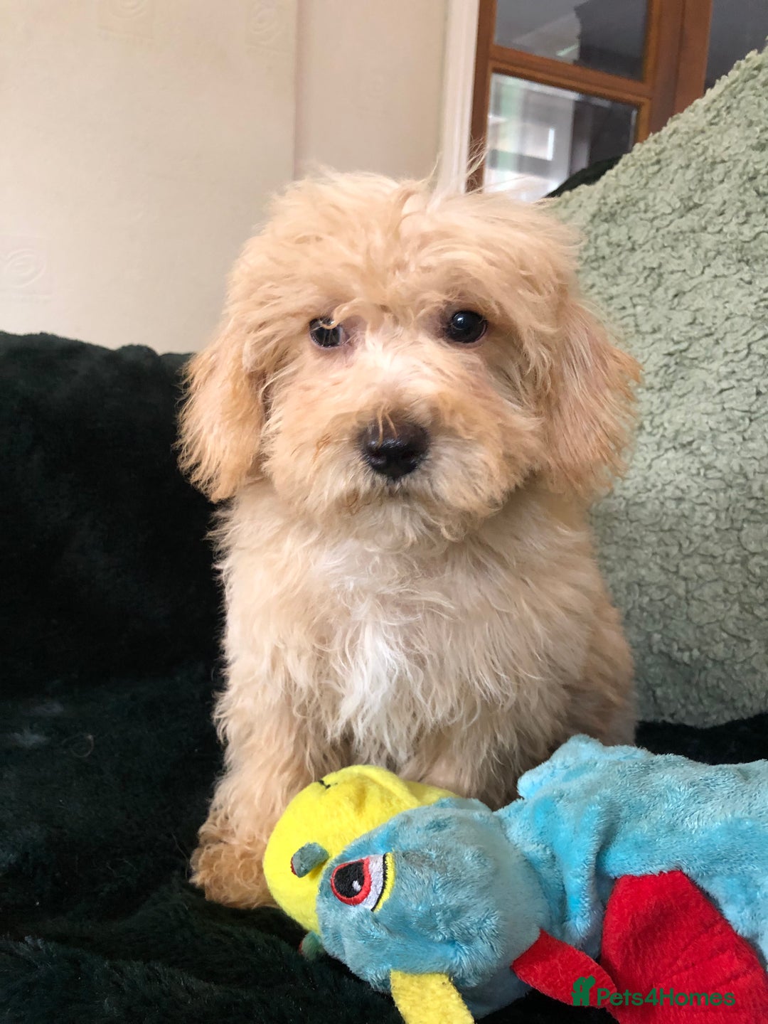 Mixed Breed dogs for sale: shihtzu x toy poodle puppies for sale - Image 12