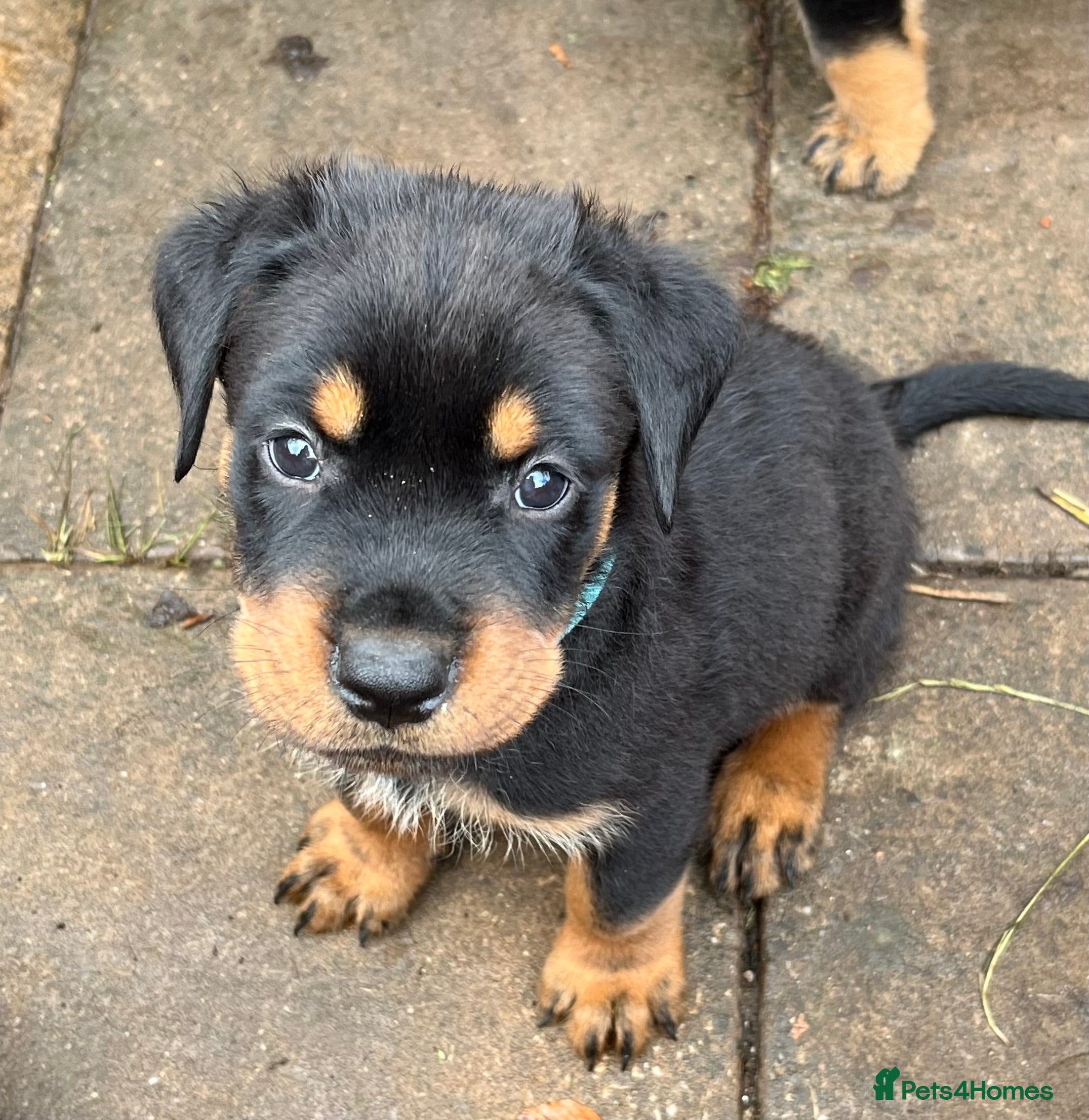 Mixed Breed dogs Rottweiler Doberman mix - Advert 2