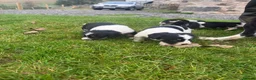 Mixed Breed dogs for sale: Collie X cocker puppies - Advert 26