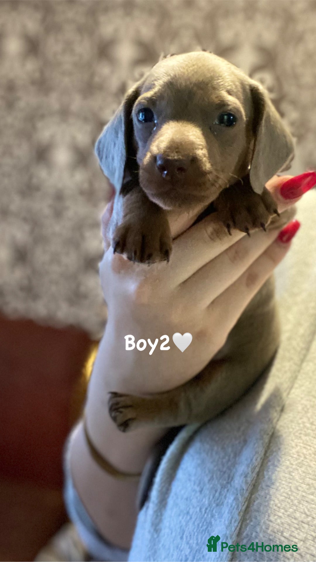 Miniature Dachshund dogs for sale: Miniature dachshund puppies available! - Advert 5